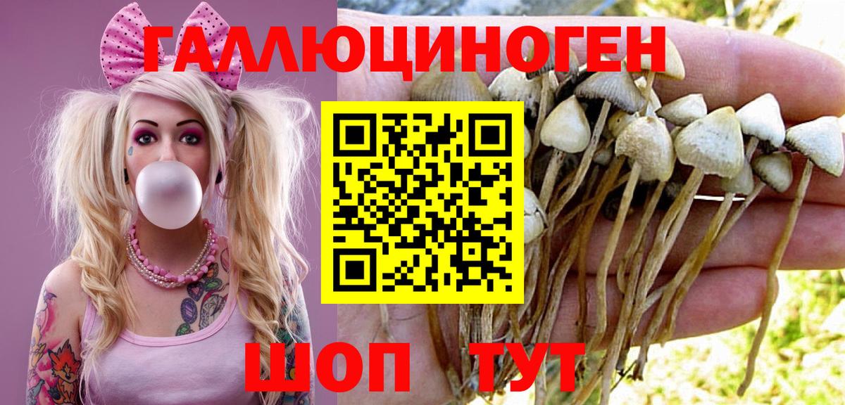 Псилоцибиновые грибы Psilocybe Ейск